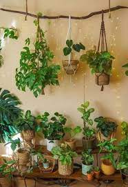 12 Low Light Hanging Houseplants That