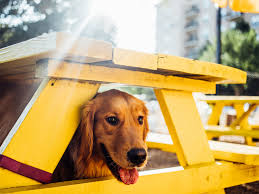 First location in bethesda starting winter 2020. Uptown Dallas Favorite Dog Park Cantina Digs Up New Location In Allen Culturemap Dallas