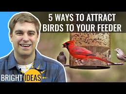 to attract birds to your bird feeder