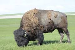 why-are-bison-called-buffalo