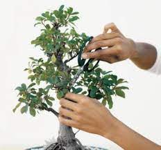 how to prune and dwarf bonsai trees