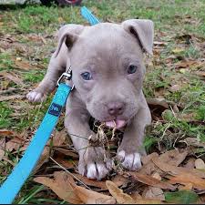 Similar to the american staffordshire terrier and the bull terrier, the staffordshire bull terrier also belongs to the category of bulldog breeds which developed at a time when cockfighting, bull baiting, and bear baiting were in vogue. Blue Eyes Cute Baby Animals Baby Animals Cute Animals