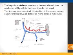 Veins are named in much the same way as arteries. Hepatic Portal Vein Carries Blood From Liver To Intestine