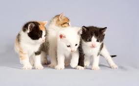Click here to view cats in ohio for adoption. Free Baby Kittens Online