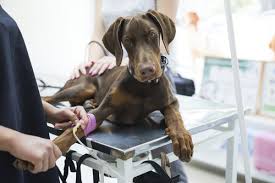Skin cancer is the most common type of cancer in the united states by a pretty large margin, and it does not discriminate. Dog Skin Cancer What Every Owner Should Know