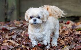 how much does a shih poo cost 2024