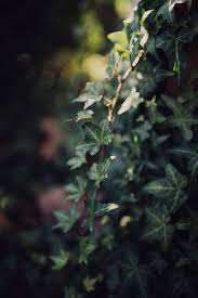 hd wallpaper ivy plants green bokeh