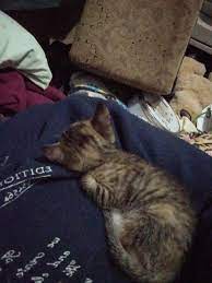 Hearing your voice and chasing a laser beam. So Found A Baby Kitten Last Night Cat Refuses To Be Separate From Me Only Sleeps On Me Hence I Haven T Slept Sounds Like They Have Separation Anxiety I M So Tired Any