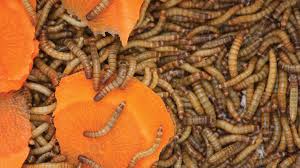 how to raise your own mealworms