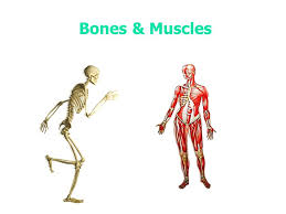 The figure is not exact because some authorities don't agree about which muscles slip off larger ones and which. Bones Muscles How Many Bones Does The Human Skeleton Contain Ppt Download