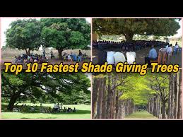 Fastest Shade Giving Trees For India In