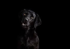 dog on a black background studio