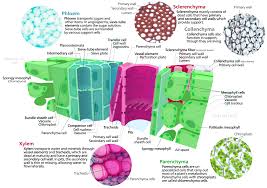 xylem definition and exles biology