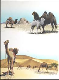 Ship of the desert in anderen sprachen: The Camel Ship Of The Desert By 20th Century Unidentified Artist At The Illustration Art Gallery