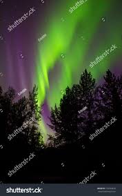 Northern Lights Behind Trees Nature Stock Image