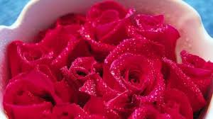 Mawar rambat atau climbing rose merupakan jenis mawar yang dapat merambat ke pagar atau dinding. 6 Makna Yang Tersimpan Di Setiap Warna Bunga Mawar Health Liputan6 Com