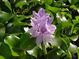 Eichhornia crassipes - Wikipedia