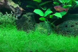 how to grow dwarf hairgr without co2
