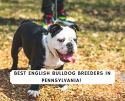 5 best english bulldog breeders in