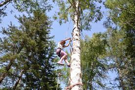 tree climbing in the alps