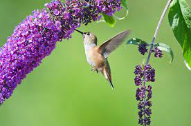 17 best flowers to attract hummingbirds