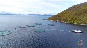 Grieg seafood asa, through its subsidiaries, operates as a fish farming company. Grieg Seafood Farming The Ocean For A Better Future Youtube
