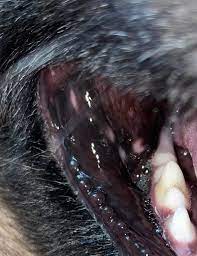 dog has some white spots in his mouth