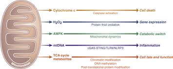 mitochondrial tca cycle metabolites