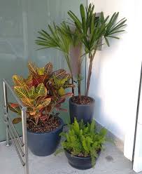 Eis uma planta perfeita para canteiros, jardins, trilhas e vasos. Como Plantar Croton Em Vaso Meio Ambiente Cultura Mix