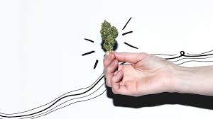 Your Beginner Guide To Marijuana Strains