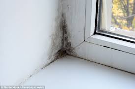 On most homes, mold begins to grow at the bottom of the windows at the joint between the glass and window sash frame. What Will Stop Condensation And Black Mould By My Windows Daily Mail Online