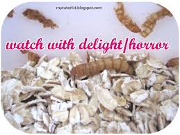 how to start a mealworm colony