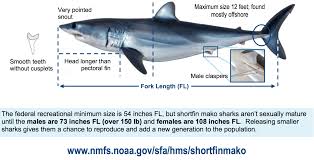 New Size Limit For Male And Female Short Fin Mako Delaware