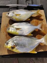 Yes You Can Eat Those Pompano Delaware Surf Fishing Com