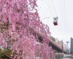 Noel Y. Calingasan • NYC on Twitter: "Roosevelt Island stepping into  spring. Cherry blossoms under the Ed Koch Queensboro Bridge, Roosevelt  Island https://t.co/mVC1S9MGbu" / Twitter