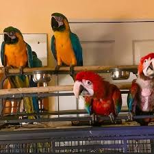 parrots and parrot eggs available for