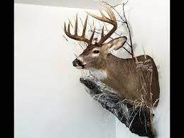 my deer mount habitat decoration diy