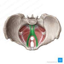 muscles of the pelvic floor anatomy