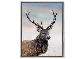 Deer Stag Portrait Canvas Wall Art