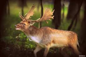 fallow deer irish deer commission