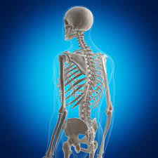Find the perfect human back bones stock photo. Illustration Of Back Bones In Human Skeleton On Blue Background Health Vertebral Column Stock Photo 243610606