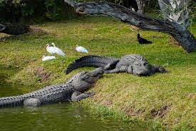 see alligators in florida florida hikes