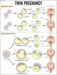 Pin On Embryology