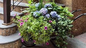 container gardening in the shade