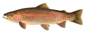 details rainbow trout