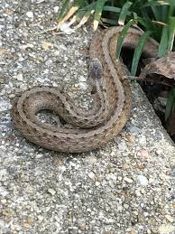 You'll find this small snake hiding in bark and under logs or log piles, and if you take a peek in your flower beds, you may even spot one of them there. Brown Or Black Snake Ask An Expert