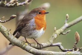 top 10 british garden birds to spot