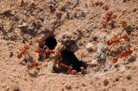 how to get rid of fire ants 5