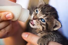 kitten milk replacer recipe for