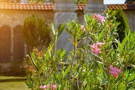 Es handelt sich um natürliche absenker, mit deren hilfe sich oleander in seinen heimatregionen vermehrt. Oleander Schneiden Anleitung Und Tipps Zum Richtigen Schnitt